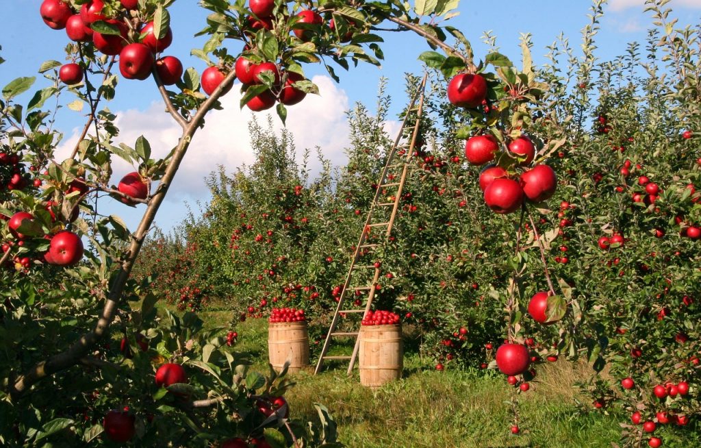 giovani agricoltori