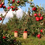 giovani agricoltori