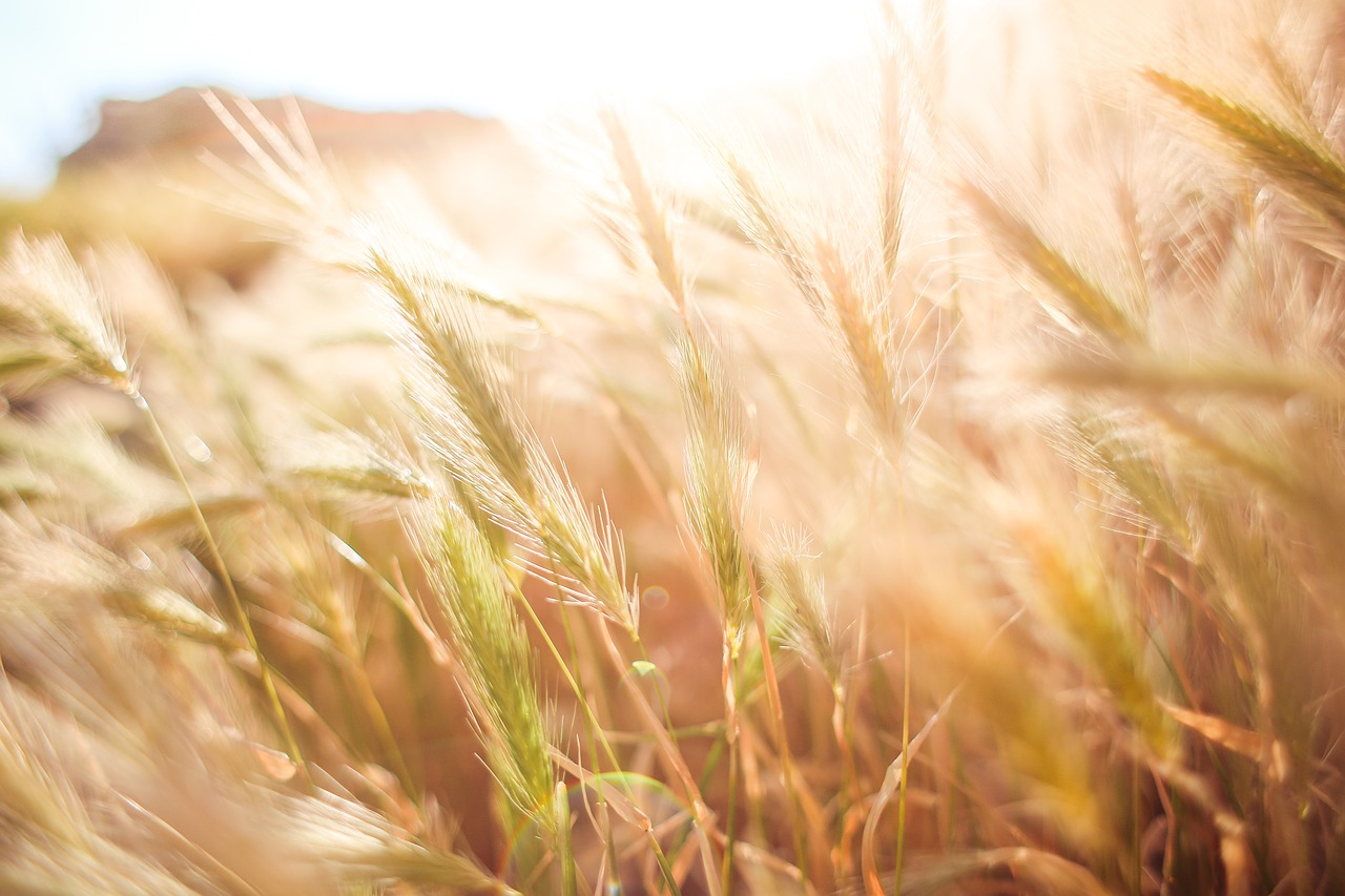 Crisi del grano: attesi aumenti tra i 10-40 centesimi per pasta e pane