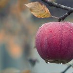 società agricola