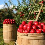 agricat