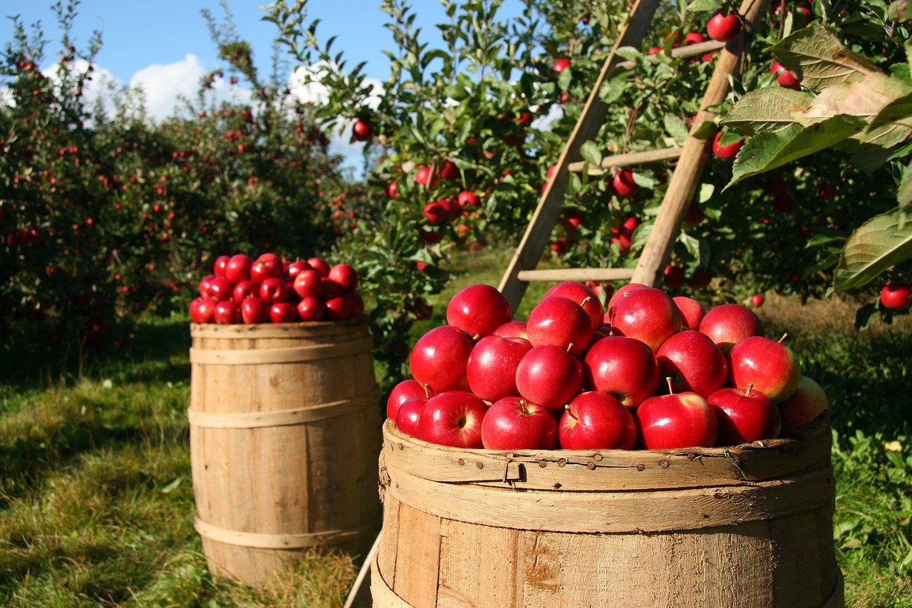 Agevolazioni fiscali, decontribuzione e incentivi: ecco le misure 2022 per l’agricoltura