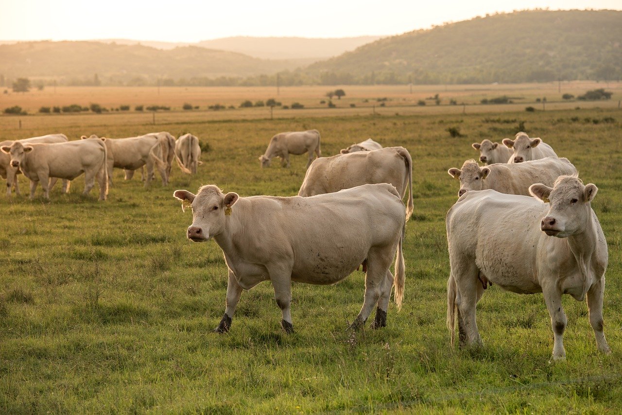 Agricoltura: vuoi far crescere la tua attività? con ISMEA Investe puoi