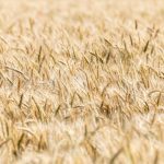 contratti di filiera