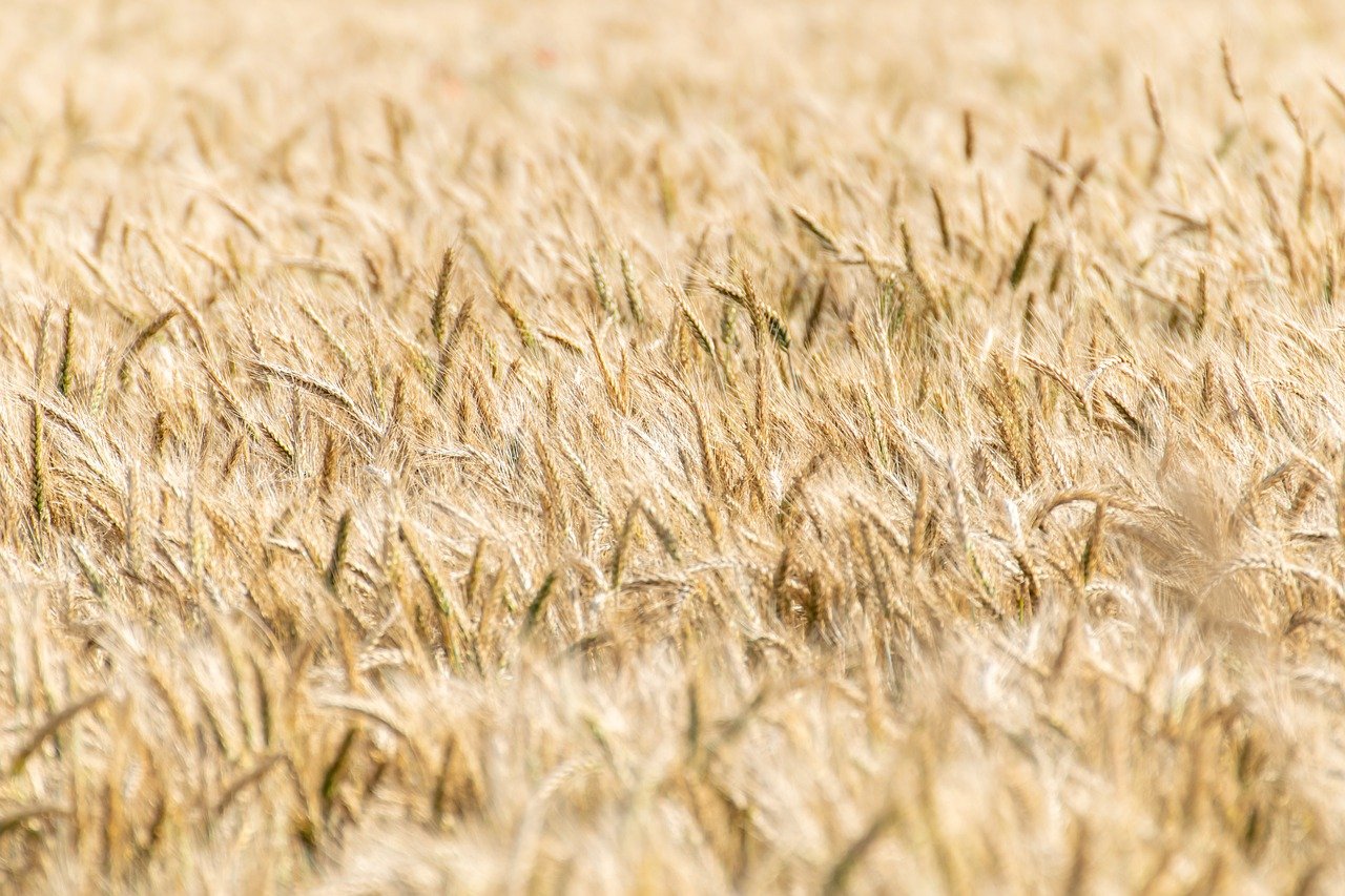 Contratti di filiera del grano duro e contributi pubblici del Mipaaf