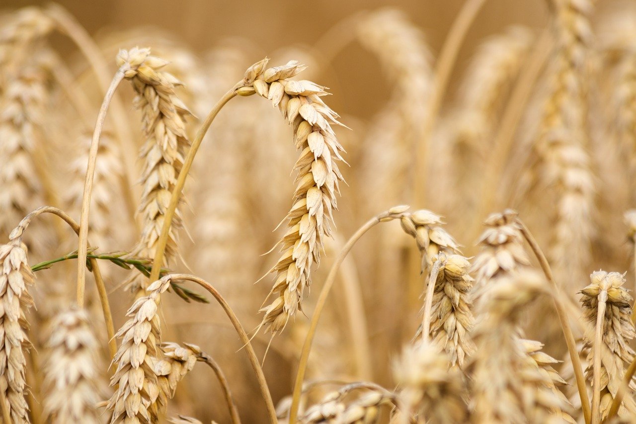 Pane e pasta sempre più cari e i prezzi hanno raggiunto il record