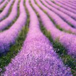 aliquote contributive operai agricoli