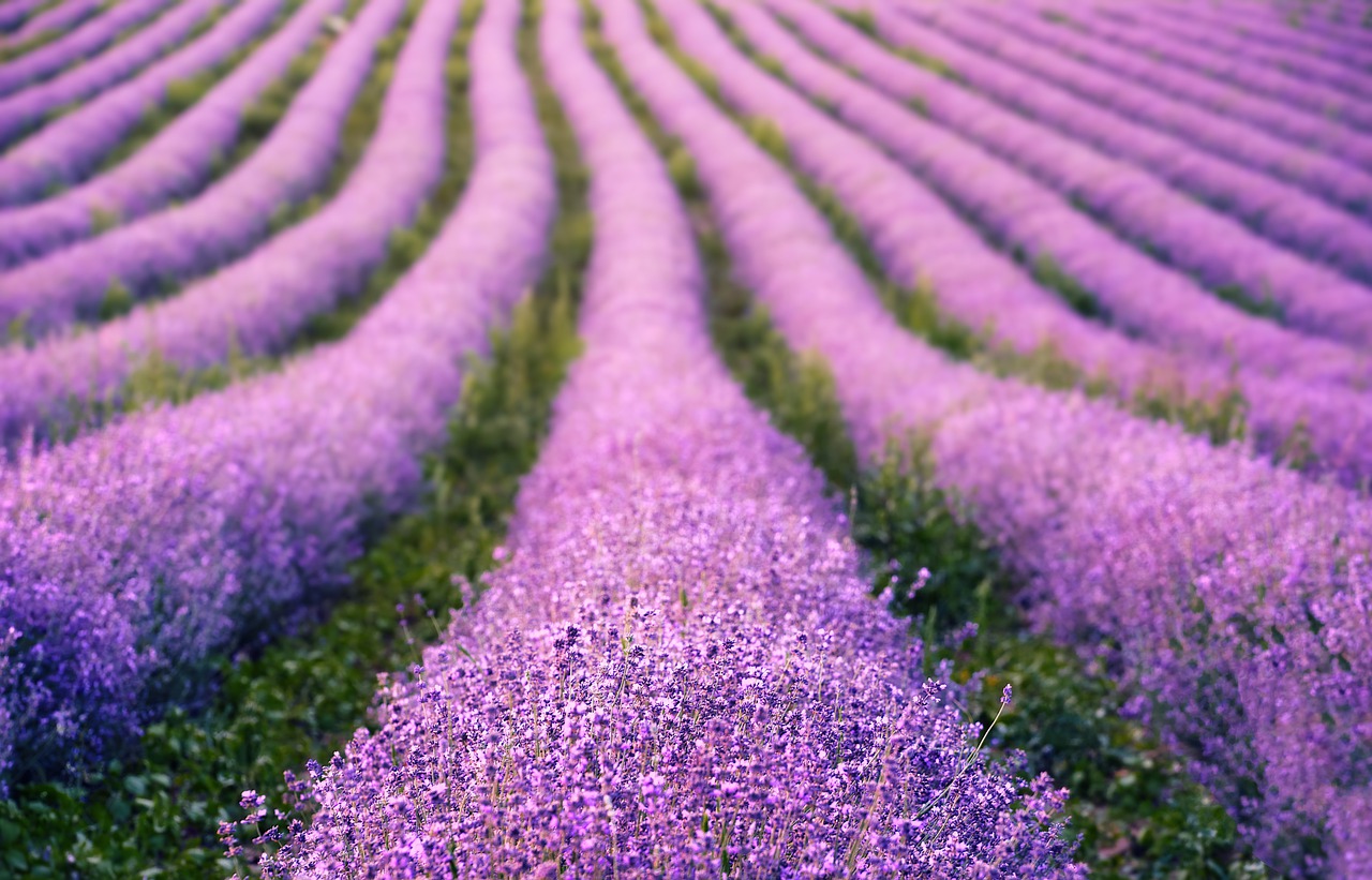 Coltivazione della lavanda: costi e guadagni della nuova agricoltura