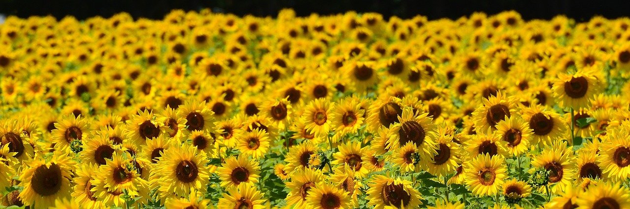 Agricoltura sostenibile tra passato e futuro l’ Italia conquista il primo posto