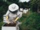 incentivi per l'apicoltura