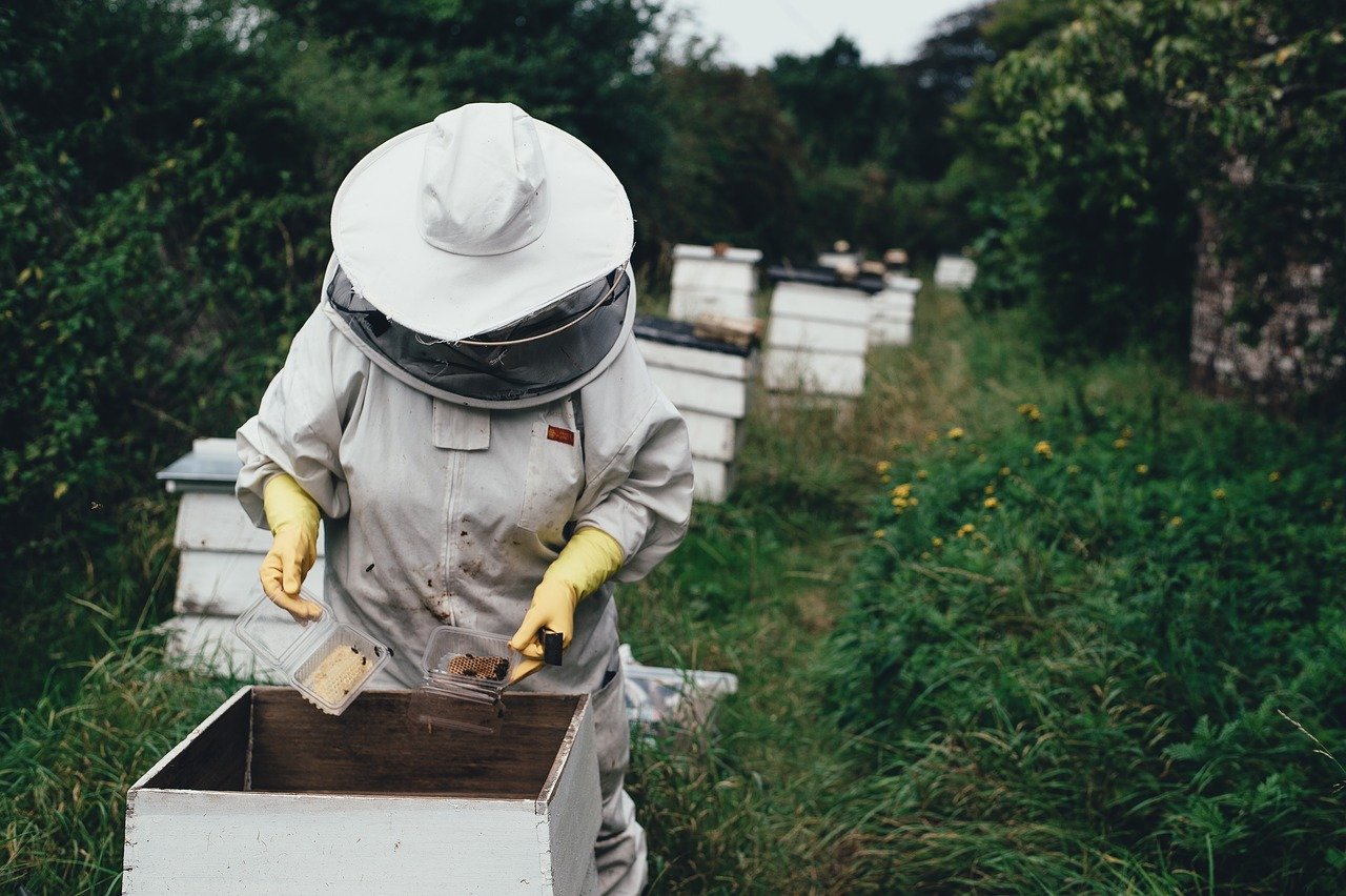 Gli incentivi per l’apicoltura in uno dei settori dell’agricoltura più fragili