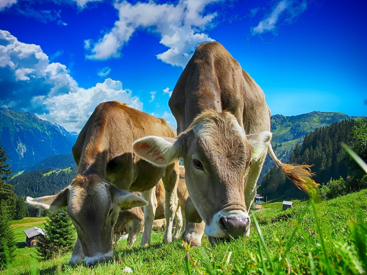 Aziende agricole: reso noto il Piano Strategico Nazionale per la PAC