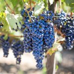 disoccupazione agricola 2024
