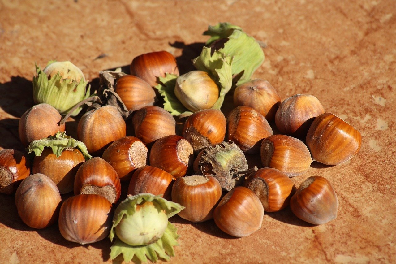 Progetto Nocciola Italia: le opportunità per l’agricoltura di questa filiera