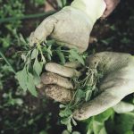 lavoratori agricoli