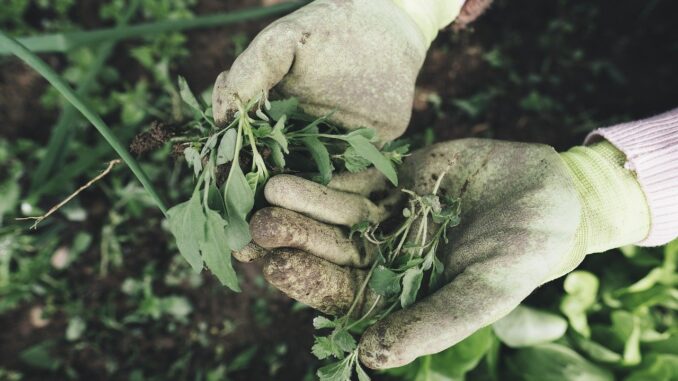 lavoratori agricoli