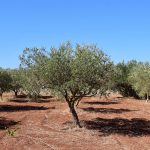 imu terreni agricoli