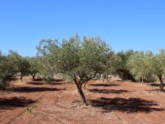 imu terreni agricoli