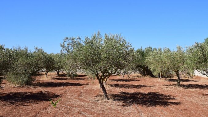 imu terreni agricoli