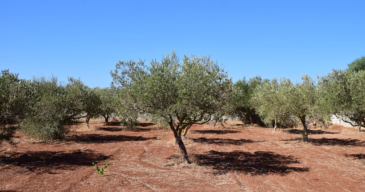 Nuovi impianti di alberi di olive: nuova scadenza per le domande