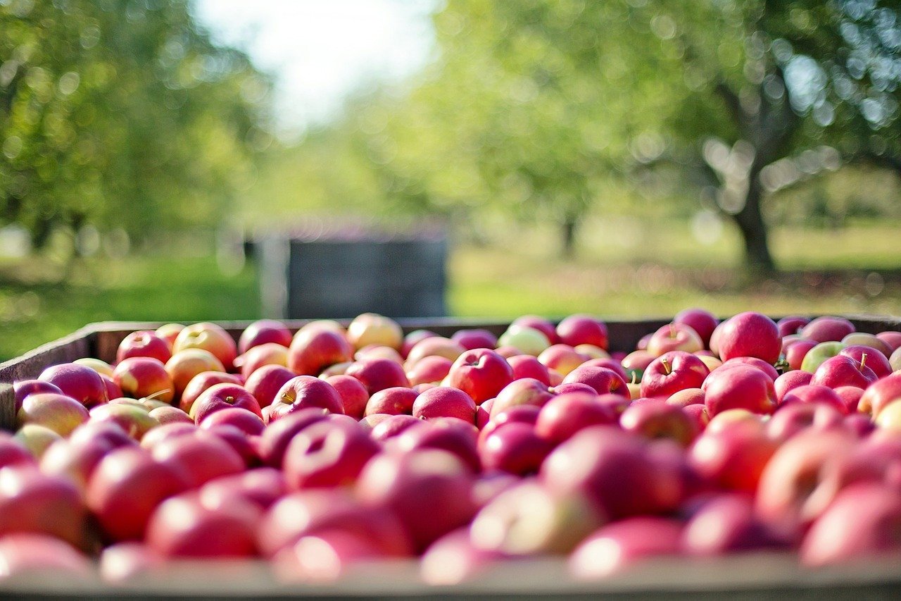 Agroalimentare, in arrivo contributi a fondo perduto per 500 milioni