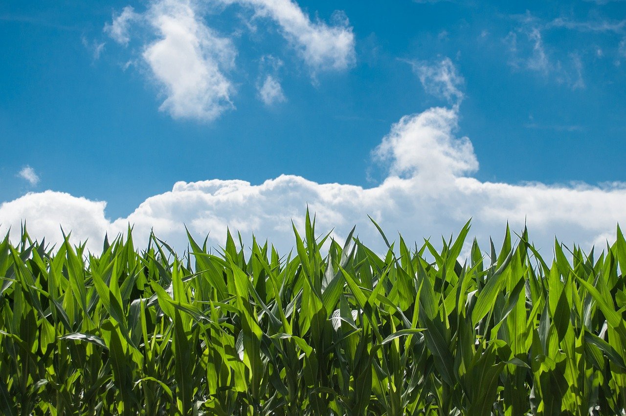 disoccupazione agricola