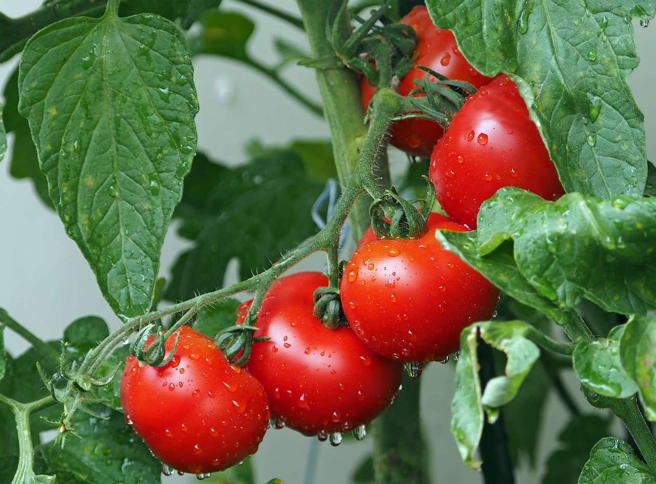 Lavoro nei campi, novità dalla Puglia per la tutela dei lavoratori della raccolta dei pomodori