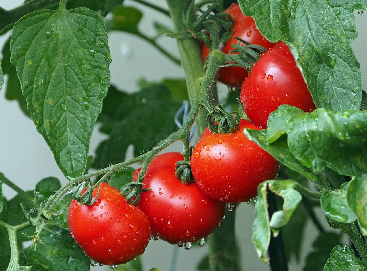 Agricoltura: ecco quando il Bonus Sud spetta anche alle imprese agricole