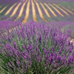 i professionisti più richiesti nelle aziende agricole