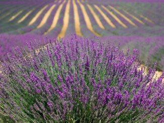 i professionisti più richiesti nelle aziende agricole