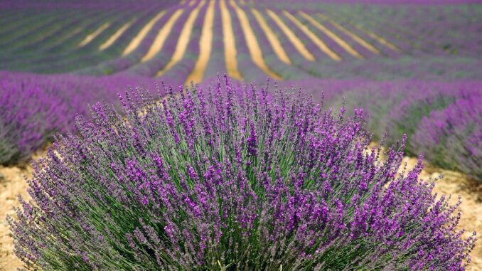 i professionisti più richiesti nelle aziende agricole