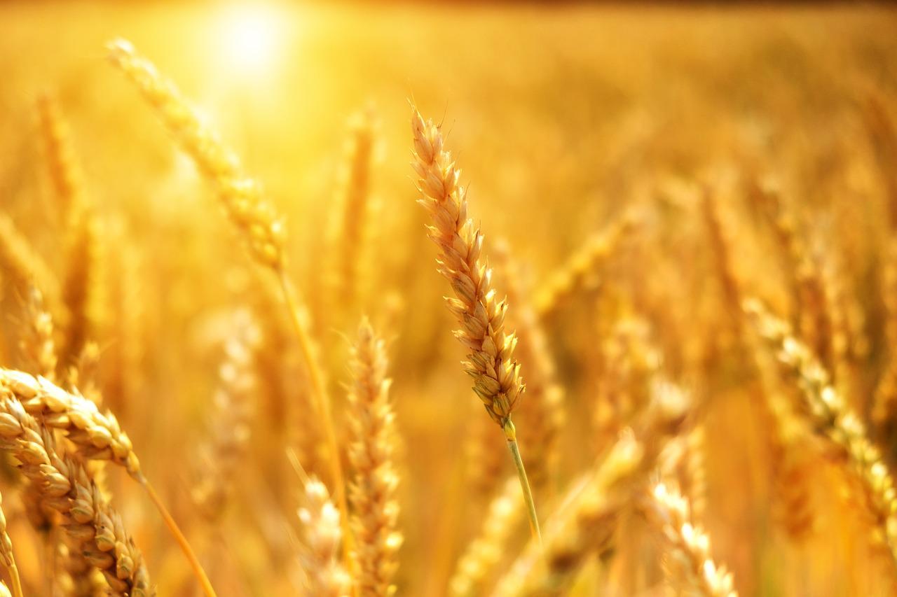 Corridoio del grano, occorre crearlo oppure milioni di persone moriranno