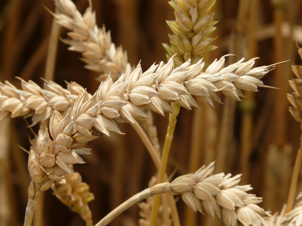 Prezzo del grano giù ma pasta e pane salgono, ecco perché e come risolvere