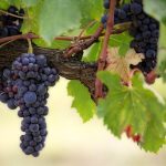 QR-Code etichetta vino