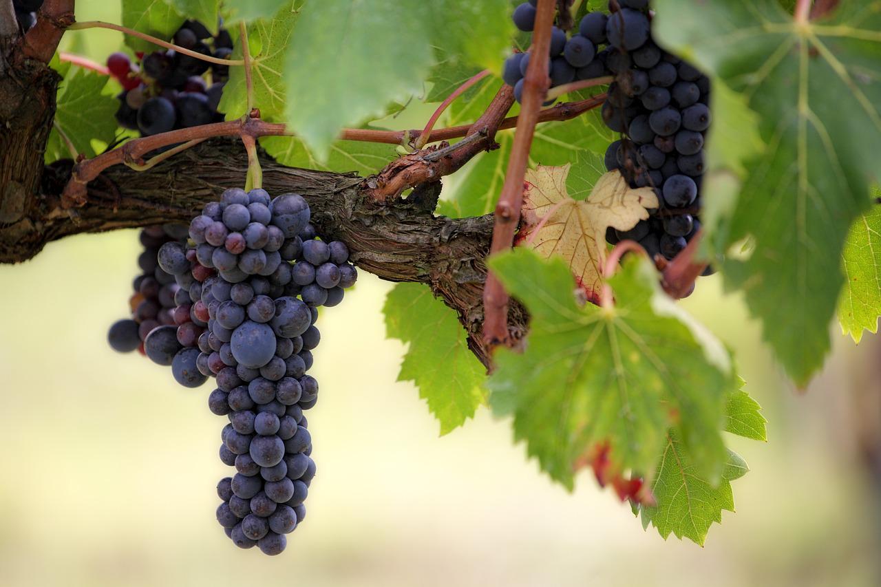 Contributi QR-Code per aziende vitivinicole. Tutte le informazioni