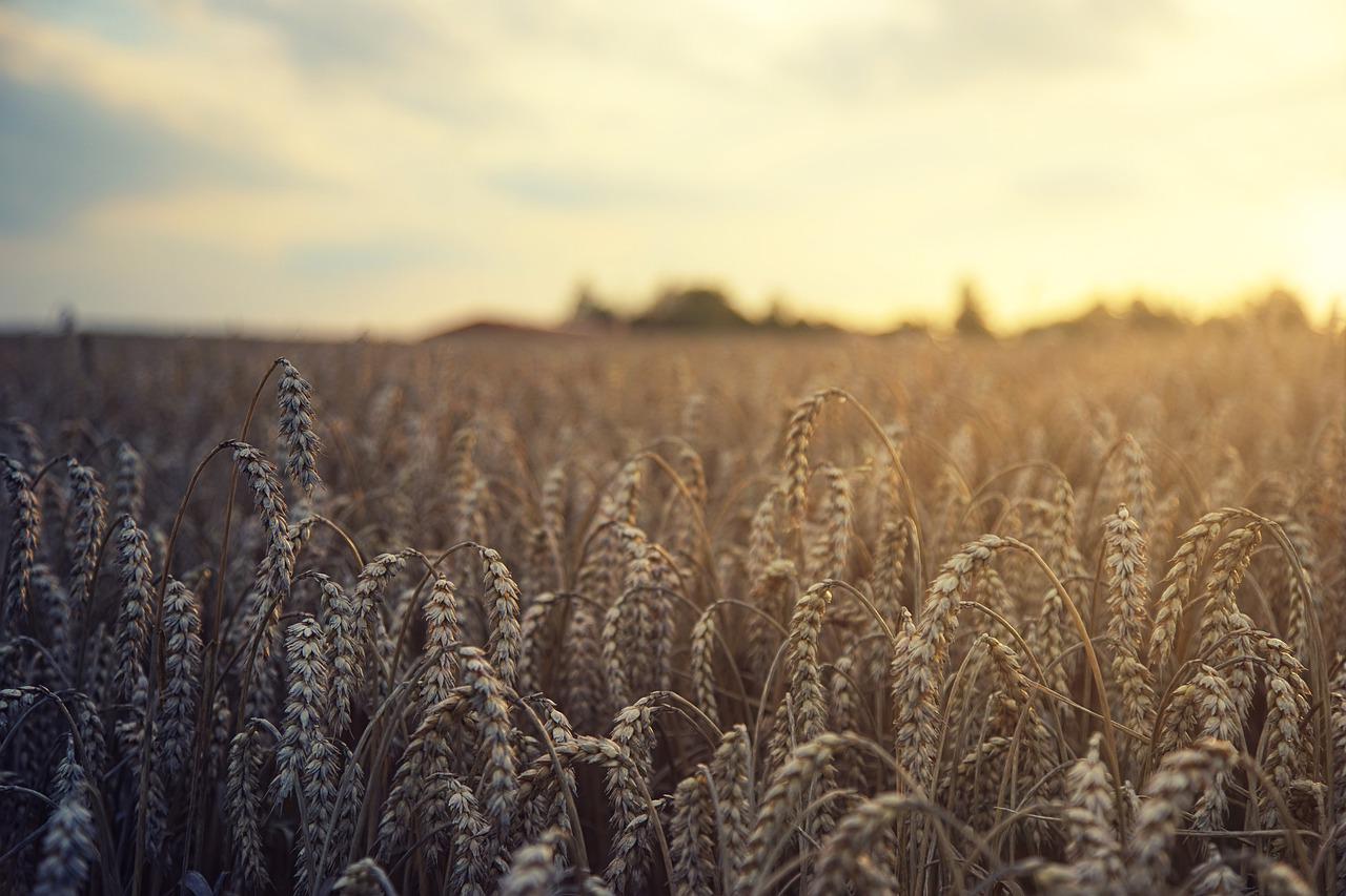 Sos grano, a settembre la pasta potrebbe essere solo un lusso