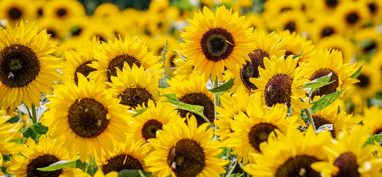 Pellet di girasole, è l’alternativa più conveniente dell’anno