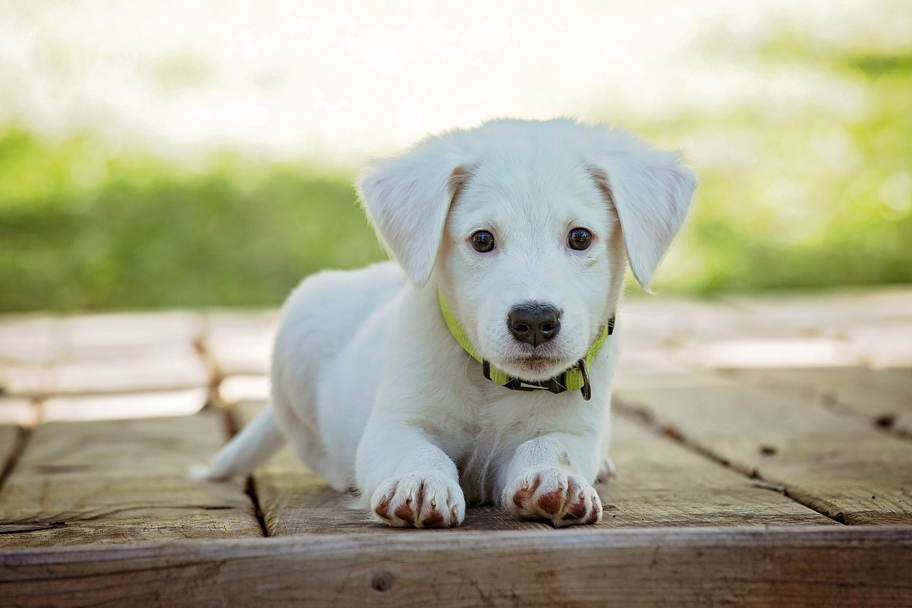 bonus animali domestici