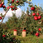 Comprare un terreno agricolo