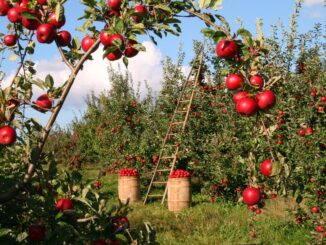 Comprare un terreno agricolo