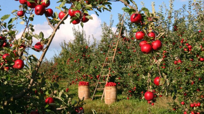 Comprare un terreno agricolo