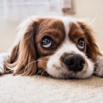 detrazione spese veterinarie
