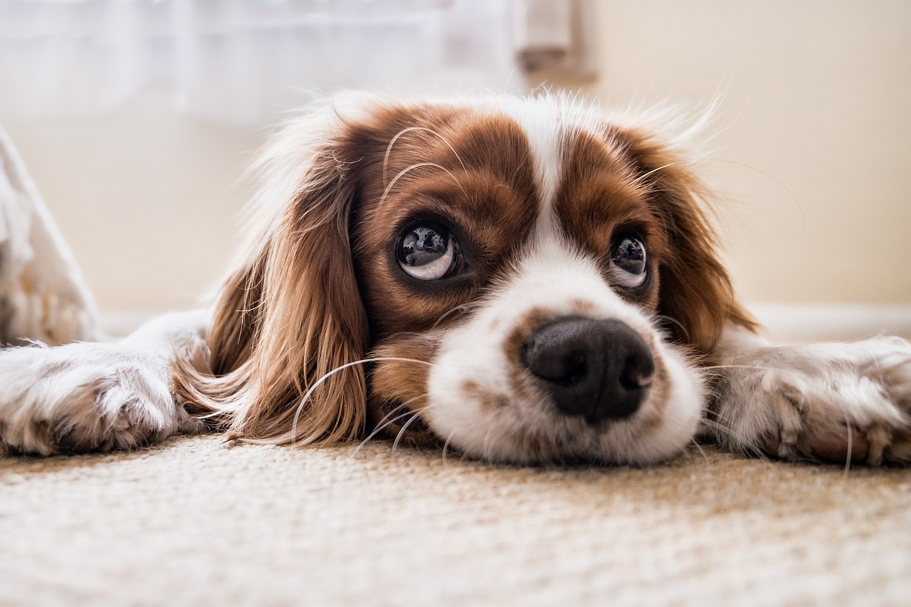 detrazione spese veterinarie