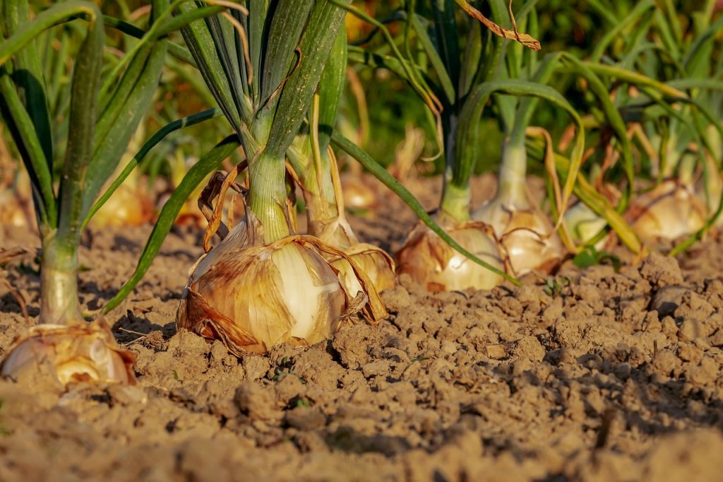 Giardino in condominio, si può creare un orto senza alcun permesso?