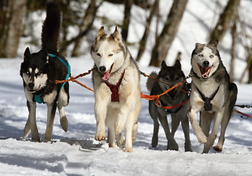 Cani per ciechi ovunque, in manovra le prime misure approvate