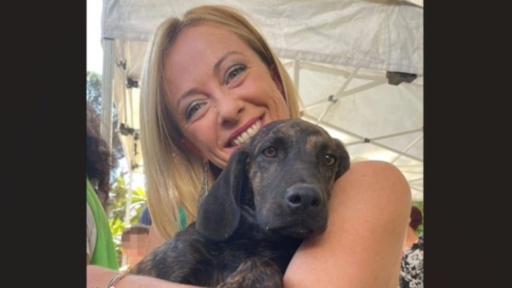 Il rimborso se hai un animale domestico