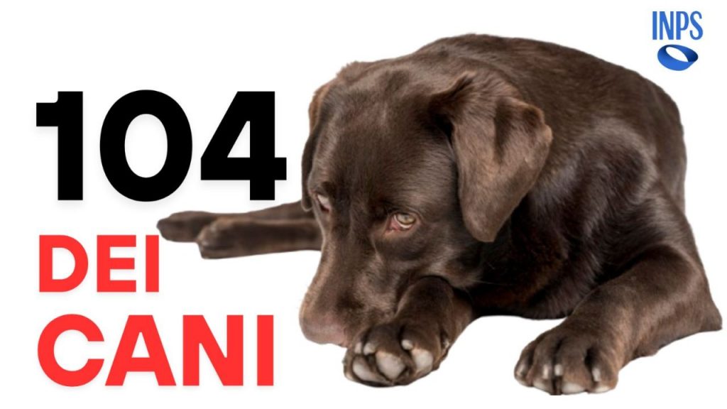 UFFICIALE – Ecco la “104 DEI CANI”: ti riempiono di soldi appena invecchia un po’ | Diventa una miniera d’oro