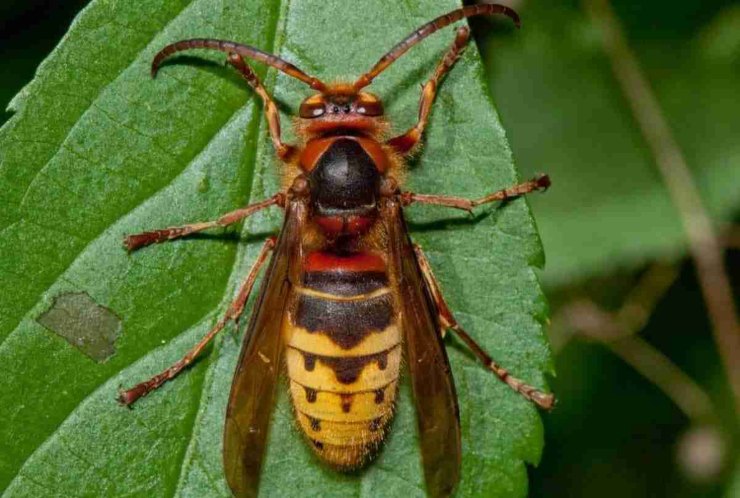 La vespa crabro o calabrone