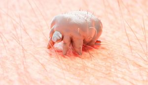 Il virus della scabbia