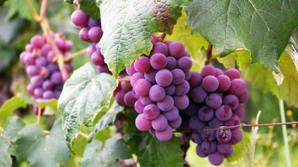 Ultim’ora: quest’uva è appena diventata illegale | Se te la trovano in macchina ti arrestano